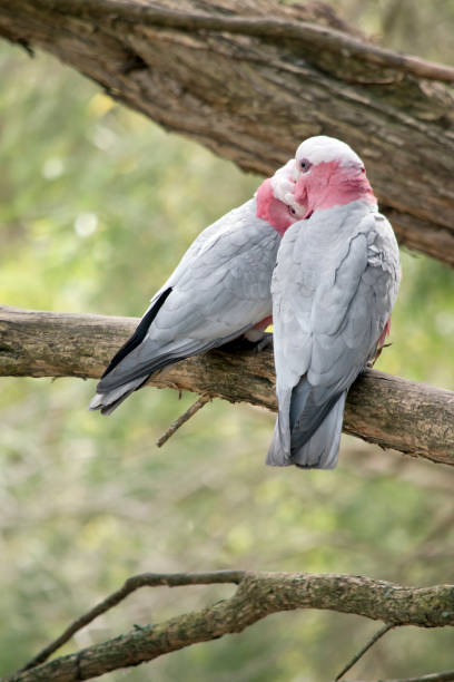 istock the galahs are preening each other 1370464456