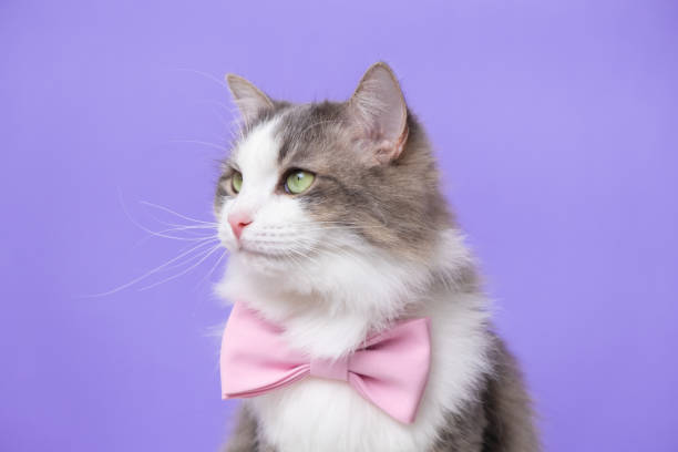istock Cute gray cat sitting in a bow tie on a light purple background. Monochrome background with space for text. Postcard with a cat for Valentine's Day, Spring, Women's Day 1370465321