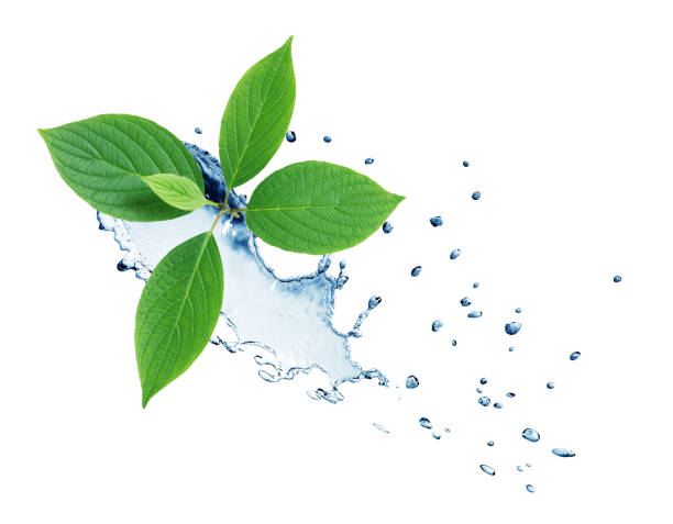 istock Green Leaves In Water 1370465576