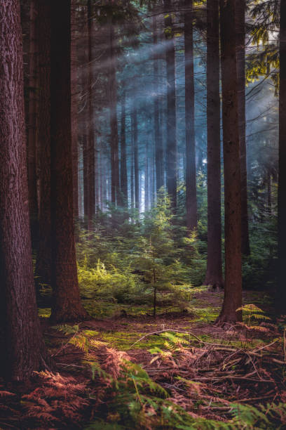 Autumn landscape road through a pine forest at sunset
