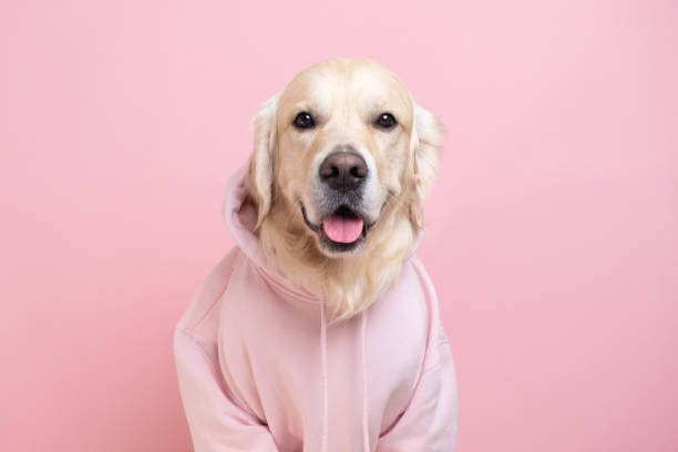 portrait d’un chien vêtu d’un sweat-shirt gris foncé avec une capuche. golden retriever en vêtements est assis sur un fond blanc. - dog rose photos et images de collection