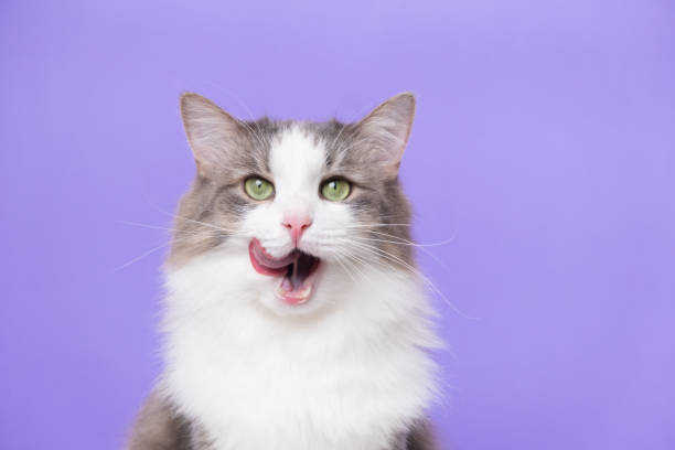 istock Cute gray cat sitting on a light purple background. Banner with a pet and space for text 1370466457