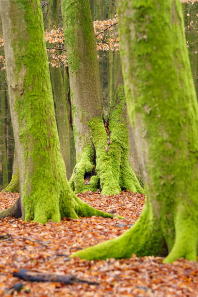 muschio verde sul lato ombra dei faggi - beech tree wilderness area forest log foto e immagini stock