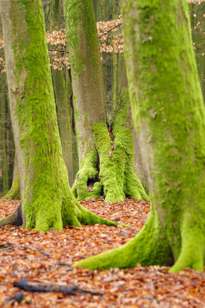 Mos at the bottom of the trunk of trees grow in an autumn forest with beautiful light