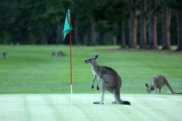 Kangaroo on a golf course in Australia Kangaroo on a golf course in Australia Down under eastern gray kangaroo stock pictures, royalty-free photos & images