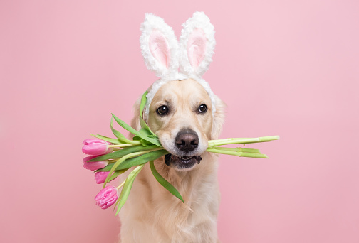 30,000+ Easter Bunny Pictures | Download Free Images on Unsplash