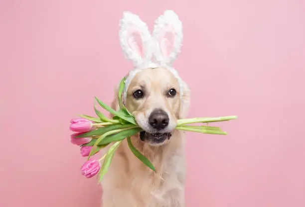 Photo of Dog in Easter bunny costume with tulips. A golden retriever with pink bunny ears and spring flowers sits on a pink background. Easter card.