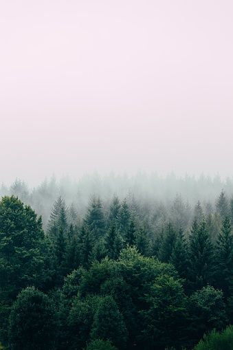 beautiful forest and trees and fog in the protected forest of west java indonesia