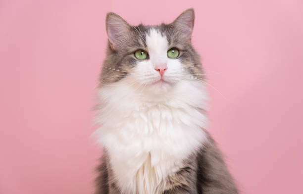 istock Cute gray cat sitting on a pink background. Monochrome background with space for text 1370468501
