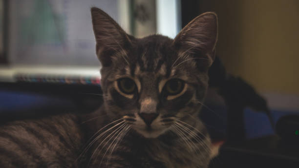 istock Adorable fluffy cat looking at the camera 1370468870