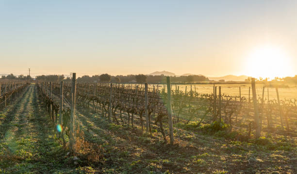 istock Vineyard field at sunrise on a sunny winter day 1370469146