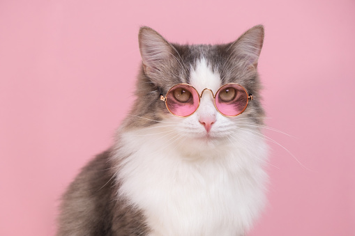Cute funny cat sitting in sunglasses on a pink background. Animals dressed as people