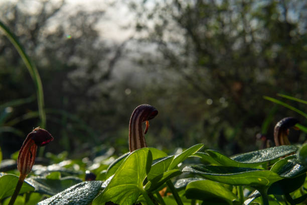 Wild Mediterranean plants called candil, Arisarum vulgare Close-up of wind Mediterranean plants called candil, Arisarum vulgare, at dawn on the island of Mallorca, Spain arisarum vulgare stock pictures, royalty-free photos & images