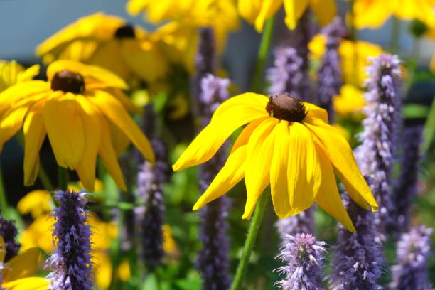 istock Flower nature sunflower 1370470459