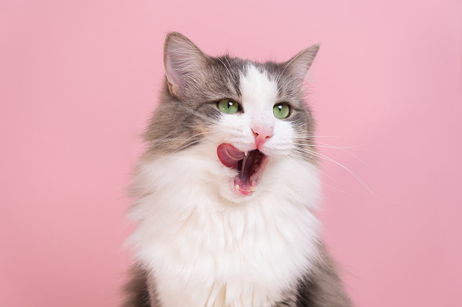 Cute gray cat sitting and licking on a pink background. Monochrome background with space for text