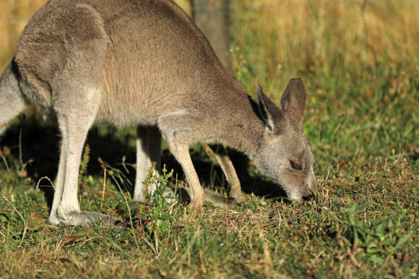istock Kangaroo sitting and grazing in Australia 1370471890