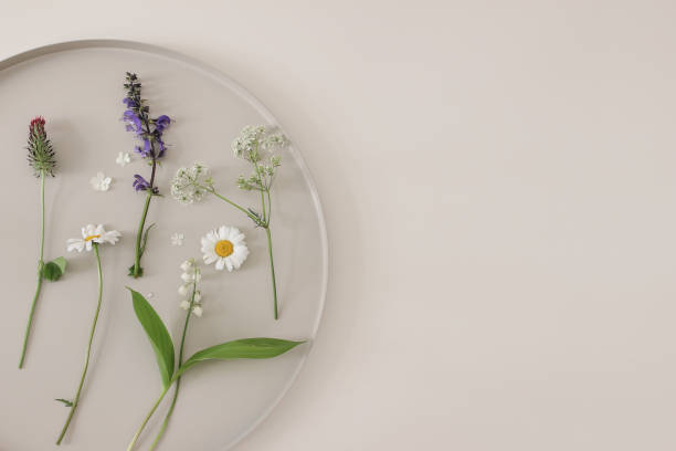 istock Wild meadow flowers, round tray. Beige table background. Decorative pattern, floral banner. Blooming crimson clover, white oxeye daisy, hydrangea petals. Sage, cow parsley and lily of the valley 1370472106