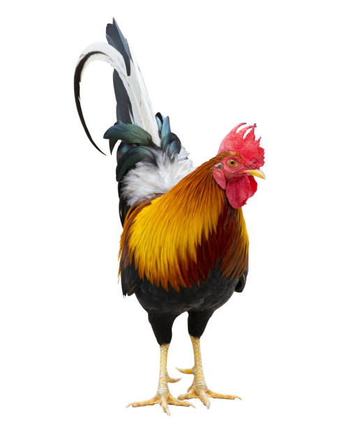 istock Colorful free range male rooster isolated on white background with clipping path 1370473123