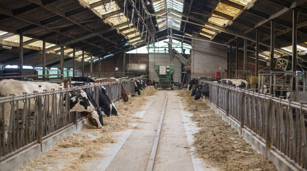 istock morre cows inside farmers place 1370473850