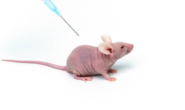 A scientist inoculates cancer cells into immunodeficient nude mouse in laboratory stock photo