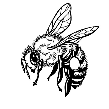 Honey bee flying. Vector engraving illustration on white background.