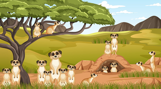 Meerkat family lives in savanna forest illustration