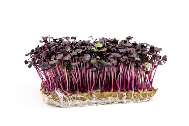 istock Fresh purple radish sprouts isolated on white. Microgreens. 1370477902