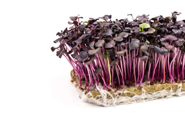 istock Fresh purple radish sprouts isolated on white. Microgreens. 1370477906