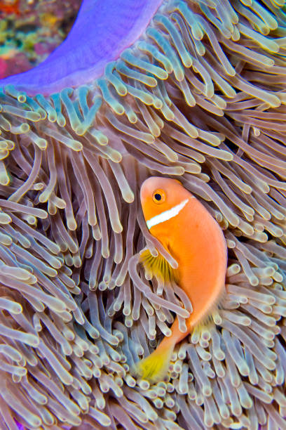 istock Blackfinned Anemonefish, South Ari Atoll, Maldives 1370479498