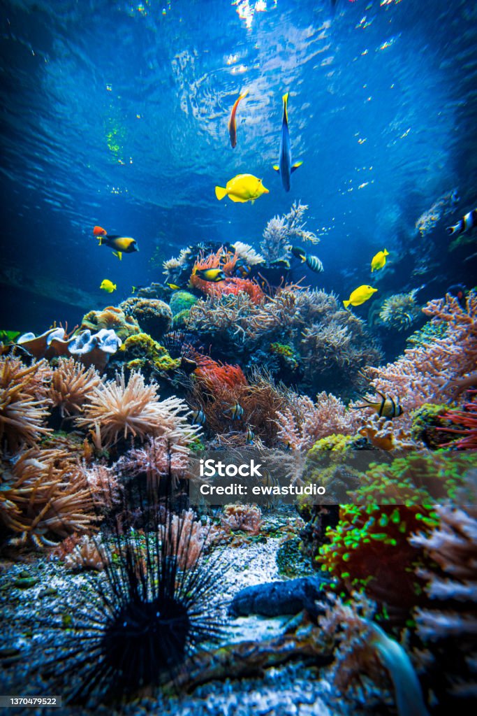 Underwater sea world. Colorful tropical fish. Life in the coral reef. Ecosystem. Reef Stock Photo