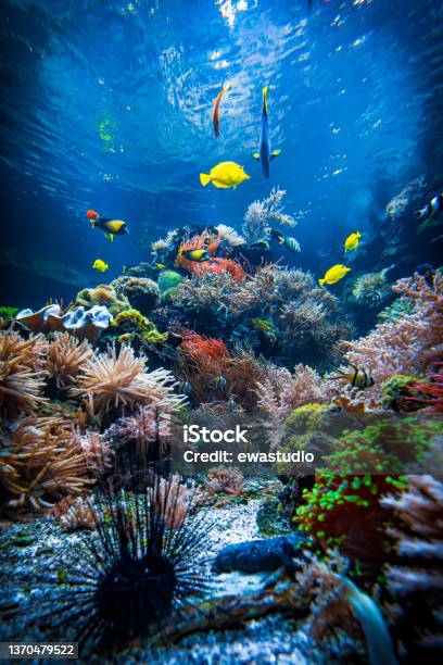 Underwater Sea World Colorful Tropical Fish Life In The Coral Reef Ecosystem Stock Photo - Download Image Now