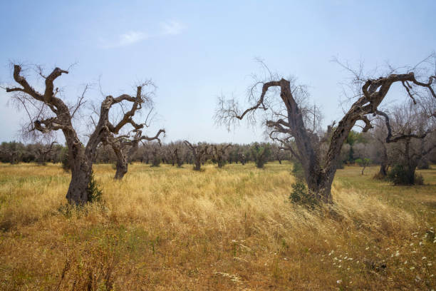 istock Rural landscape on Apulia between Mesagne and Torchiarolo 1370480211