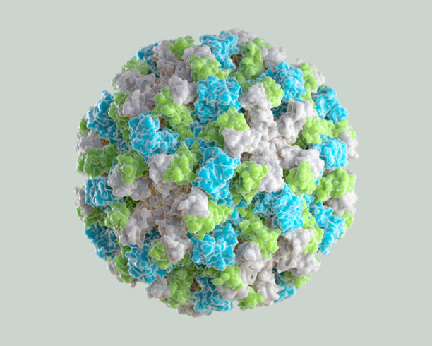 norowirus, wirus norwalk, model 3d - norovirus diarrhea gastroenteritis virus zdjęcia i obrazy z banku zdjęć