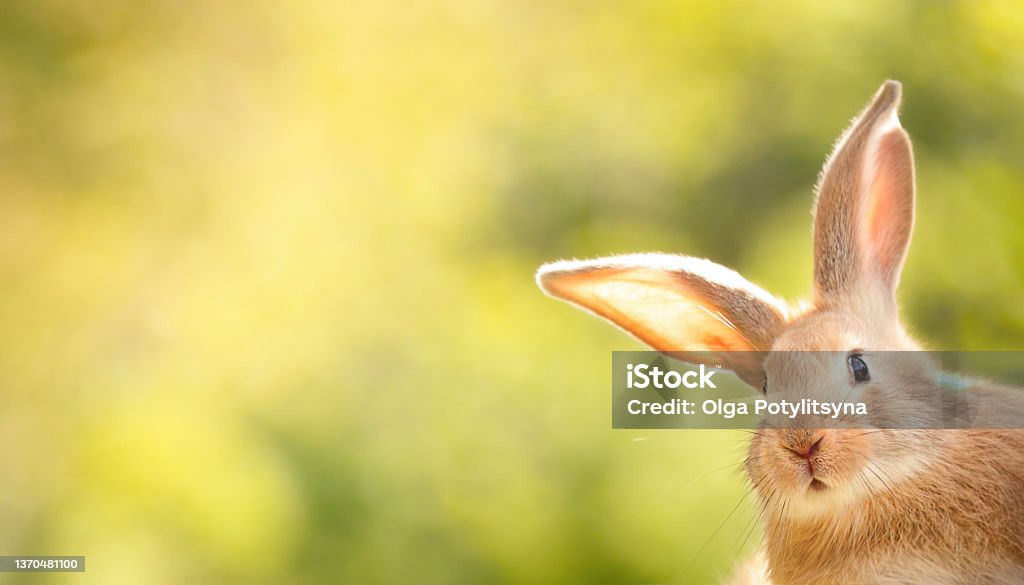 the rabbit the rabbit is looking out of the corner of the image in surprise, free space for your advertising Easter Stock Photo