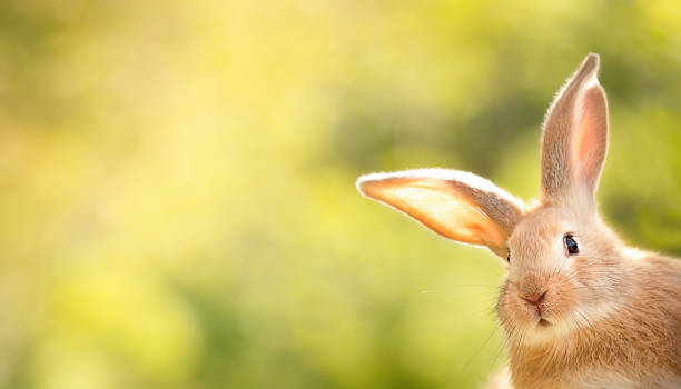 the rabbit the rabbit is looking out of the corner of the image in surprise, free space for your advertising rabbit animal photos stock pictures, royalty-free photos & images