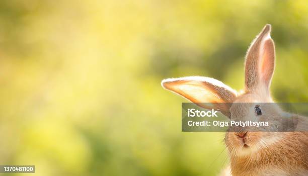 The Rabbit Stock Photo - Download Image Now - Easter, Rabbit - Animal, Easter Bunny