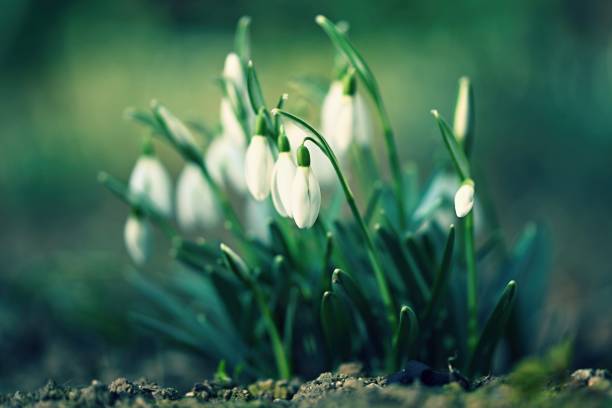 istock Spring background with flowers. The first spring flowers - snowdrops in the grass.  (Amaryllidaceae - Galanthus nivalis) 1370482583