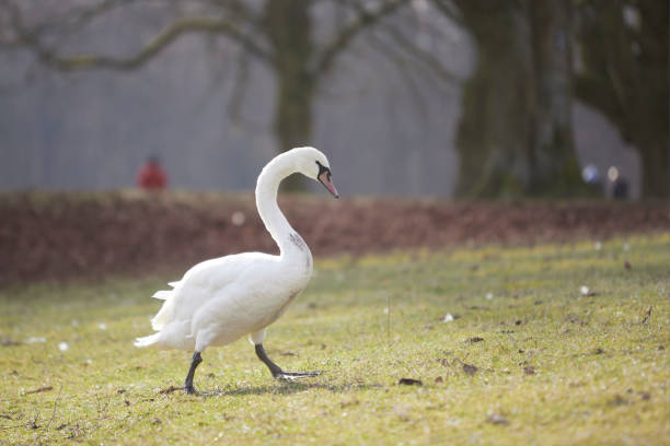 biały łabędź spacerujący po parku - swan white grass park zdjęcia i obrazy z banku zdjęć