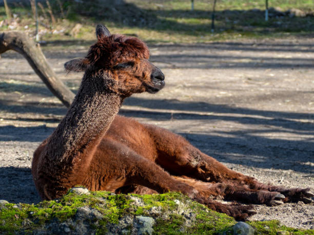 Free picture: White and light brown llama (Lama glama) laying on ground ...