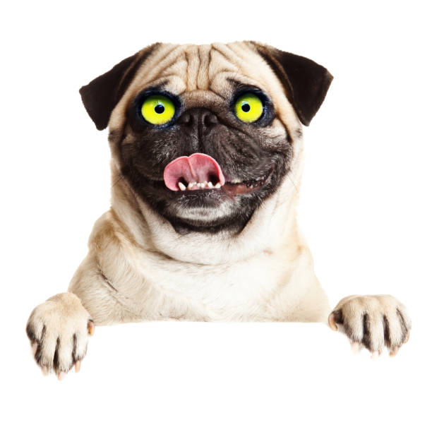 istock Surprised crazy dog. Funny dog isolated on White background 1370483924