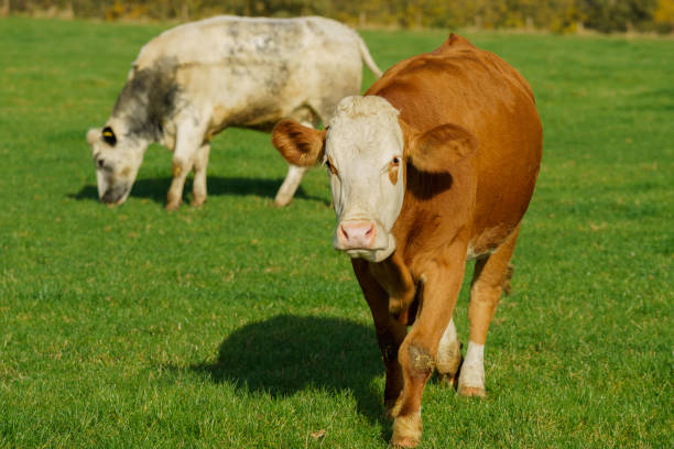 istock Cows on green grass pasturage. Dairy cows 1370484055