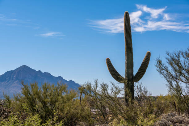 istock A long slender Saguaro Cactus in Tucson, Arizona 1370484312