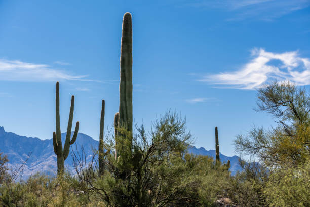 istock A long slender Saguaro Cactus in Tucson, Arizona 1370484317