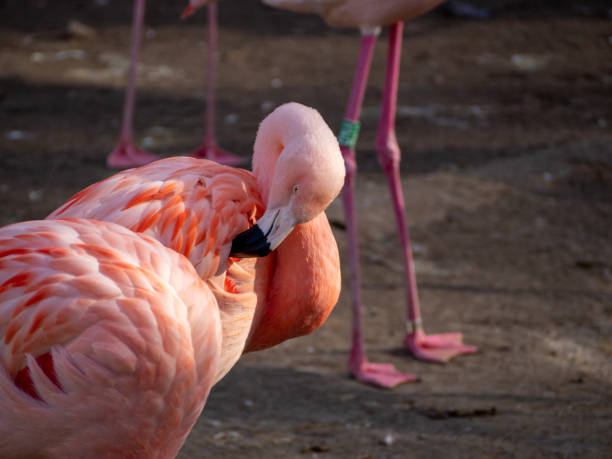 istock Pink flamingo close up 1370484452