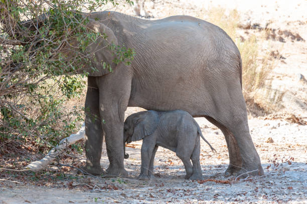 istock Desert elephant with its feeding calf 1370484717