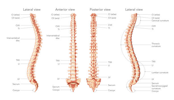 ilustrações de stock, clip art, desenhos animados e ícones de the human vertebral column in front, back, side view with main parts labeled, with and without intervertebral disc. vector flat realistic concept illustration in natural colors spine isolated on white - human spine chiropractor three dimensional shape healthcare and medicine