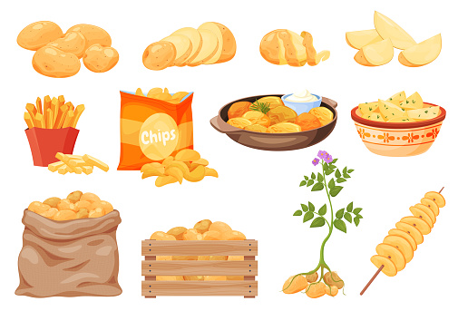 Collection potato and products from it vector illustration. Chips, french fries, boiled, whole root