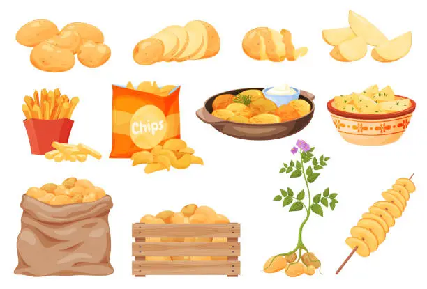 Vector illustration of Collection potato and products from it vector illustration. Chips, french fries, boiled, whole root