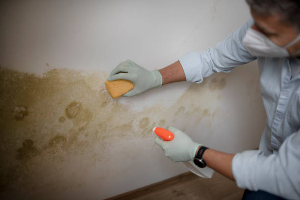 istock Man with protective mask tries to remove mold on wall 1370487781