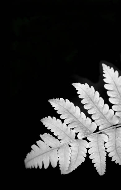 Traditional small leaves unique natural photo